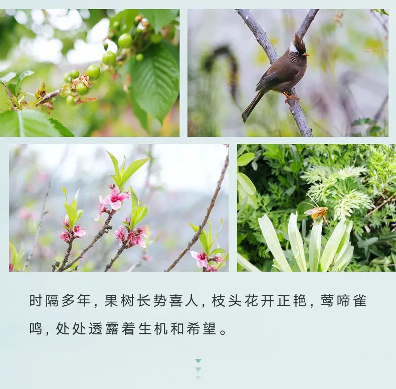 大金“培育空氣森林”項目，用7年創(chuàng)造一個答案6