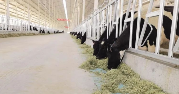 又一新建万头奶牛养殖基地选用生能空气能供暖+热水